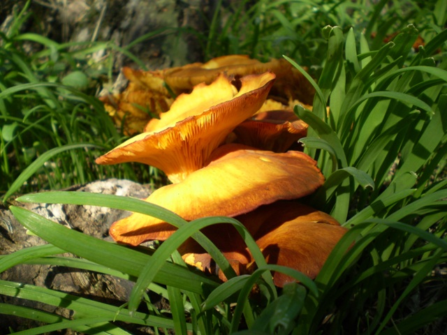 Omphalotus olearius (?) con ospite